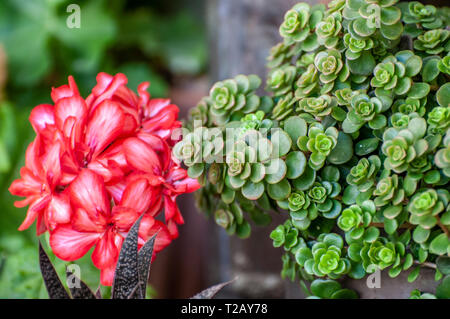 Sedum makinoi ogon feuillage. C'est une toute petite, l'épandage à feuilles, la couverture du sol Sedum qui est noté pour son feuillage or brillant. Photographié en Israël en Banque D'Images