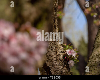 Les jeunes de plus en plus de germes Cherry Tree Trunk montrant quelques fleurs. Focus sélectif et trouble l'avant- et l'arrière-plan Banque D'Images