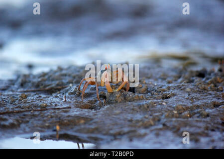 Gros plan du petit crabe fantôme sur la plage Banque D'Images