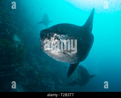 Poissons solaires de l'océan, Punta Vicente Roca, Îles Galapagos, Équateur. Banque D'Images