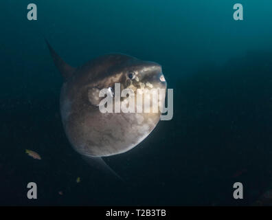 Poissons solaires de l'océan, Punta Vicente Roca, Îles Galapagos, Équateur. Banque D'Images