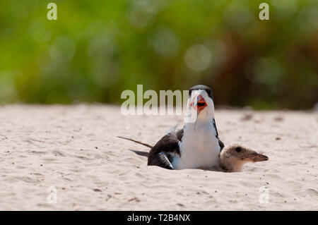 Black skimmer (Rhynchops niger) le nid avec les jeunes dans le Pantanal au Brésil Banque D'Images