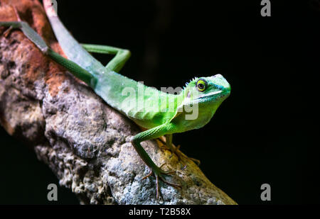 Un dragon d'eau chinois (Physignathus cocincinus) repose sur une branche d'arbre dans une forêt sombre. Banque D'Images