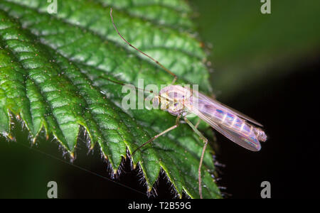 Un grand moustique avec ailes irisées trouvé et photographié sur une feuille dans la nuit à l'Wood Lane Réserve Naturelle dans le Shropshire, en Angleterre. Banque D'Images