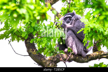 Un gibbon argenté (Hylobates moloch) reposant dans le couvert forestier. Banque D'Images