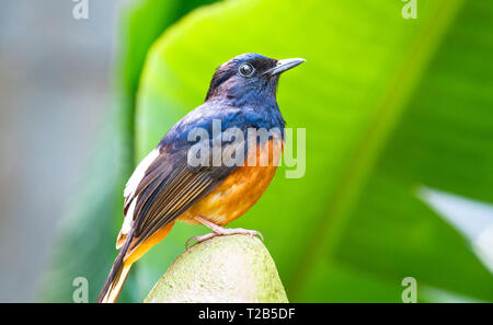 Un Oriole de Montserrat (Icterus oberi) est perché sur un bananier. Banque D'Images