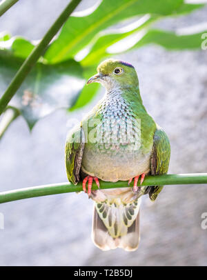 Une femme superbe (Ptilinopus superbus) est perché sur une branche d'arbre. Banque D'Images