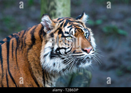 Un tigre de Sumatra (Panthera tigris sumatrae) se penche sur la distance. Banque D'Images