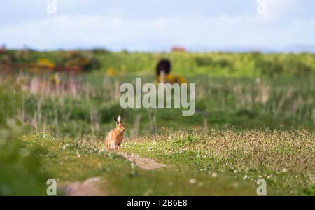 Un lièvre (Lepus europaeus) se trouve dans un champ d'herbe sur une journée ensoleillée au Loch Gruinart réserve naturelle sur l'île d'Islay, en Écosse. Banque D'Images