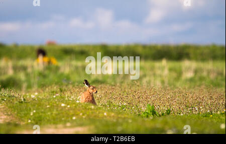 Un lièvre (Lepus europaeus) se trouve dans un champ d'herbe sur une journée ensoleillée au Loch Gruinart réserve naturelle sur l'île d'Islay, en Écosse. Banque D'Images