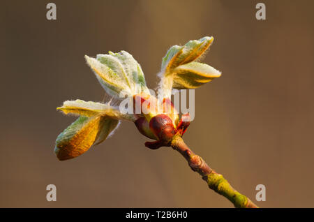 Bourgeon d'un arbre ou de cheval de Conker-Girl (8-9) au printemps Banque D'Images