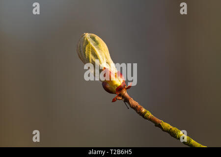 Bourgeon d'un arbre ou de cheval de Conker-Girl (8-9) au printemps Banque D'Images