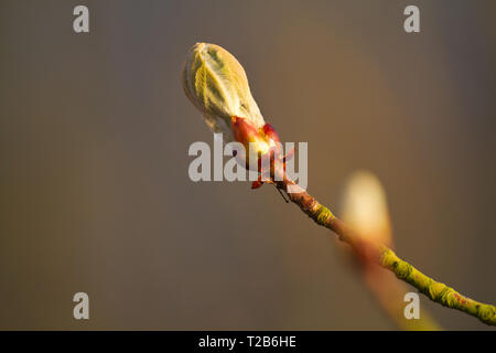 Bourgeon d'un arbre ou de cheval de Conker-Girl (8-9) au printemps Banque D'Images