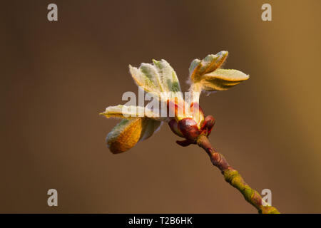 Bourgeon d'un arbre ou de cheval de Conker-Girl (8-9) au printemps Banque D'Images