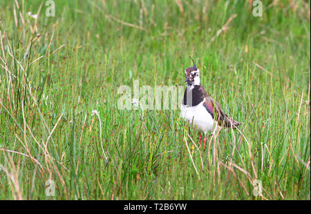 Du nord un adulte sociable (Vanellus vanellus) se tient dans l'herbe haute à l'Loch Gruinart réserve naturelle sur l'île d'Islay, en Écosse. Banque D'Images