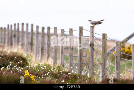 Un coucou (Cuculus canorus commun) est perché sur un piquet de clôture sur l'île d'Islay, en Écosse. Banque D'Images