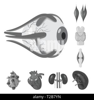 Muscle dorsal,oeil,os,sang,coeur,rein,oeil,,organes,moelle,plasma,tendon,cardiologie,des,Protection,l'appareil locomoteur corps,,joints,moteur,schéma,aorte,massage,cartilage strié,,pression,idées,traitement,la maladie,la,médical,interne,health,scientifique,biologie,recherche,,laboratoire d'organes,anatomie,set,icône,,illustration,collection,isolé,design,graphisme,élément signe,gris,noir,vecteurs vecteur , Illustration de Vecteur