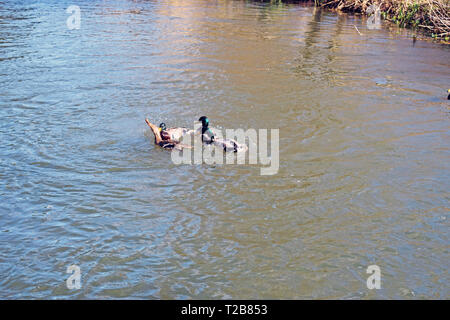 Scène de rivière deux canards colverts dans la rivière Banque D'Images