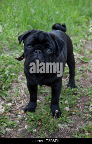 Cute puppy pug chinois est à la recherche de l'appareil photo. Mastiff néerlandais ou à franges. Animaux de compagnie. Chien de race pure. Banque D'Images