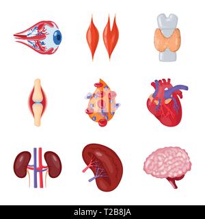 Muscle dorsal,oeil,os,sang,coeur,rein,cerveau,oeil,organes,,moelle,plasma,tendon,cardiologie,esprit,urinaire cornée,tissu,os,ligament,cell,cardiovasculaire,haricots,renseignement,dommage,couches,capot,,corps d'organes internes,anatomie,médical,des,santé,biologie,scientifique,recherche,laboratoire,,set,icône,illustration,isolé,collection,design,élément,graphique,signe,caricature,couleur,vecteurs vecteur , Illustration de Vecteur