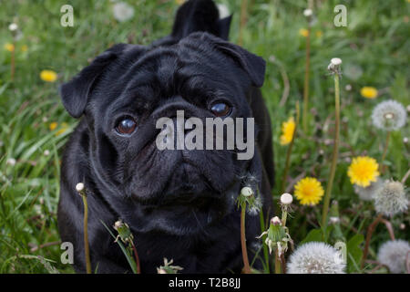 Cute puppy pug chinois est debout sur une prairie en fleurs. Mastiff néerlandais ou à franges. Animaux de compagnie. Chien de race pure. Banque D'Images