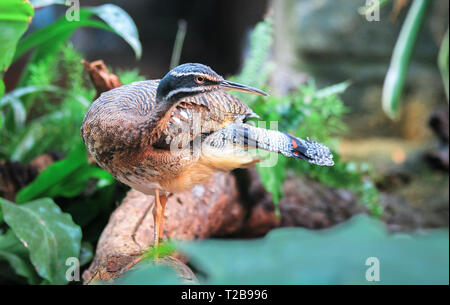 Un adulte sunbittern (Eurypyga helias) se dresse sur un journal tombé parmi la végétation de la jungle. Banque D'Images