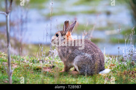 Un lapin de garenne (Oryctolagus cuniculus) est assis sur un rebord herbeux près de Vénus extérieure dans le Shropshire, en Angleterre. Banque D'Images