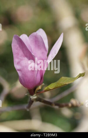 Magnolia 'Vulcan' Banque D'Images