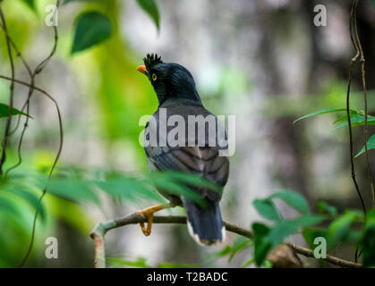 Myna jungle. d'oiseaux capturés dans la nature Acridotheres fuscus. L'observation des oiseaux Banque D'Images