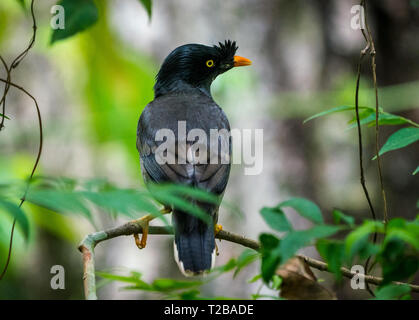 Myna jungle. d'oiseaux capturés dans la nature Acridotheres fuscus. L'observation des oiseaux Banque D'Images