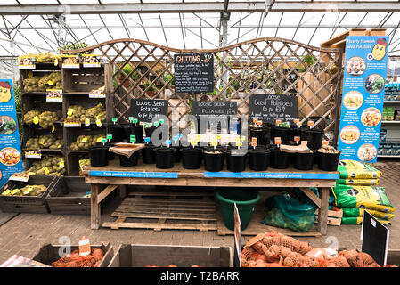 La promotion des plants de pommes de terre en sac et en vrac d'un mélange de variétés pour plantation d'essai dans les jardins. Afficher dans un jardin anglais center iin Wilts Banque D'Images