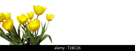 Bouquet de tulipes jaune isolé sur fond blanc avec copie espace panoramique Banque D'Images