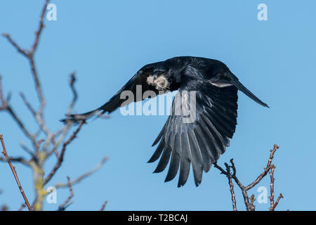 Corbeau en vol avec les ailes déployées et le matériel du nid dans son bec contre un ciel bleu Banque D'Images