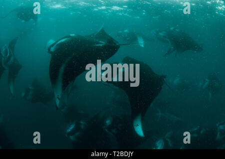 Un très grand nombre de raies Manta se nourrissant de plancton dans la région de la baie Hanifaru, aux Maldives. Banque D'Images