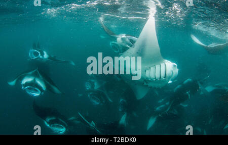 Un très grand nombre de raies Manta se nourrissant de plancton dans la région de la baie Hanifaru, aux Maldives. Banque D'Images