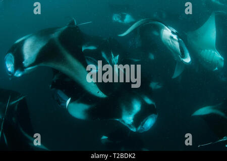 Un très grand nombre de raies Manta se nourrissant de plancton dans la région de la baie Hanifaru, aux Maldives. Banque D'Images