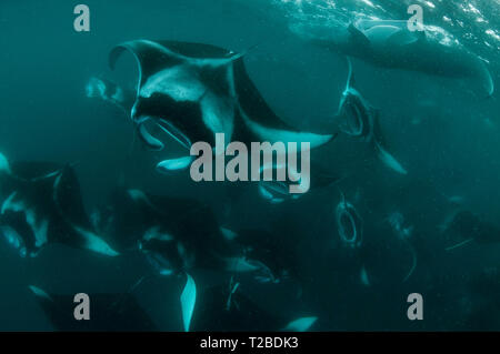 Un très grand nombre de raies Manta se nourrissant de plancton dans la région de la baie Hanifaru, aux Maldives. Banque D'Images