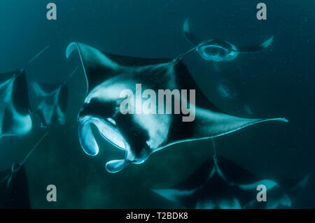 Un très grand nombre de raies Manta se nourrissant de plancton dans la région de la baie Hanifaru, aux Maldives. Banque D'Images