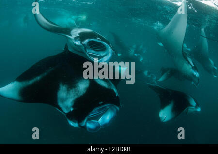 Un très grand nombre de raies Manta se nourrissant de plancton dans la région de la baie Hanifaru, aux Maldives. Banque D'Images