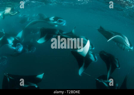 Un très grand nombre de raies Manta se nourrissant de plancton dans la région de la baie Hanifaru, aux Maldives. Banque D'Images