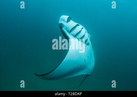 Manta Ray se nourrit de copépodes dans la région de la baie Hanifaru, aux Maldives. Banque D'Images