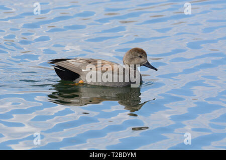 Canard canard chipeau mâle ou Mareca strepera drake natation sur le lac Banque D'Images
