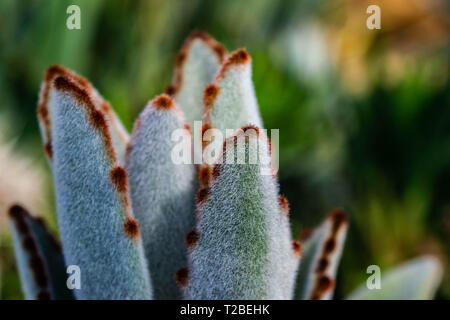 Close up of plant succulant furry pand Banque D'Images