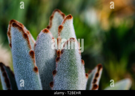 Close up of plant succulant furry pand Banque D'Images