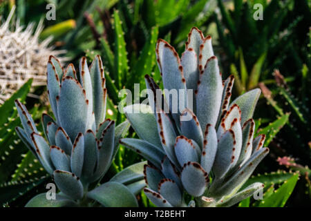 Les plantes et autres succulants panda Banque D'Images