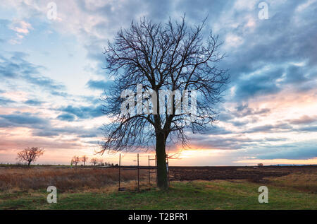 Seul arbre sur le coucher du soleil spectaculaire Banque D'Images