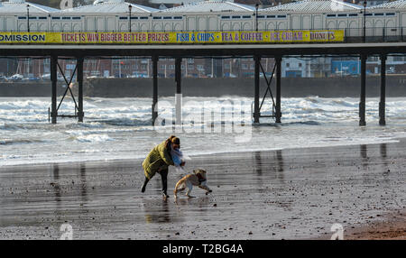 01/04/2019 Dog Walkers sur Paignton Paignton, Devon. Comme C20190401A-001 Banque D'Images