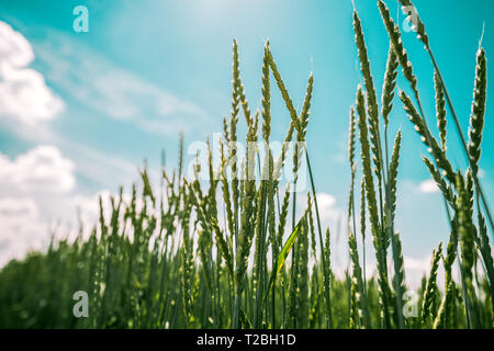 L'épeautre vert poussant en champ cultivé, low angle view de plantes contre blue ciel ensoleillé, selective focus Banque D'Images