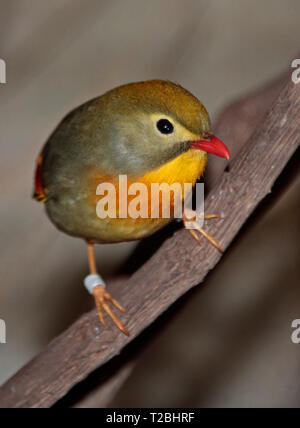 Pekin Robin (Leiothrix lutea) Banque D'Images