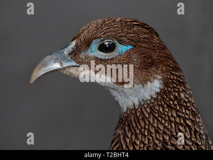 Himalayan Monal lophophorus impejanus femelle () Banque D'Images